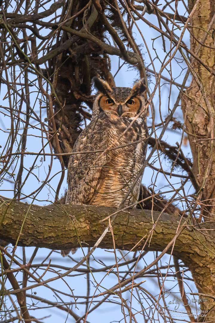 Great Horned Owl at Dawn