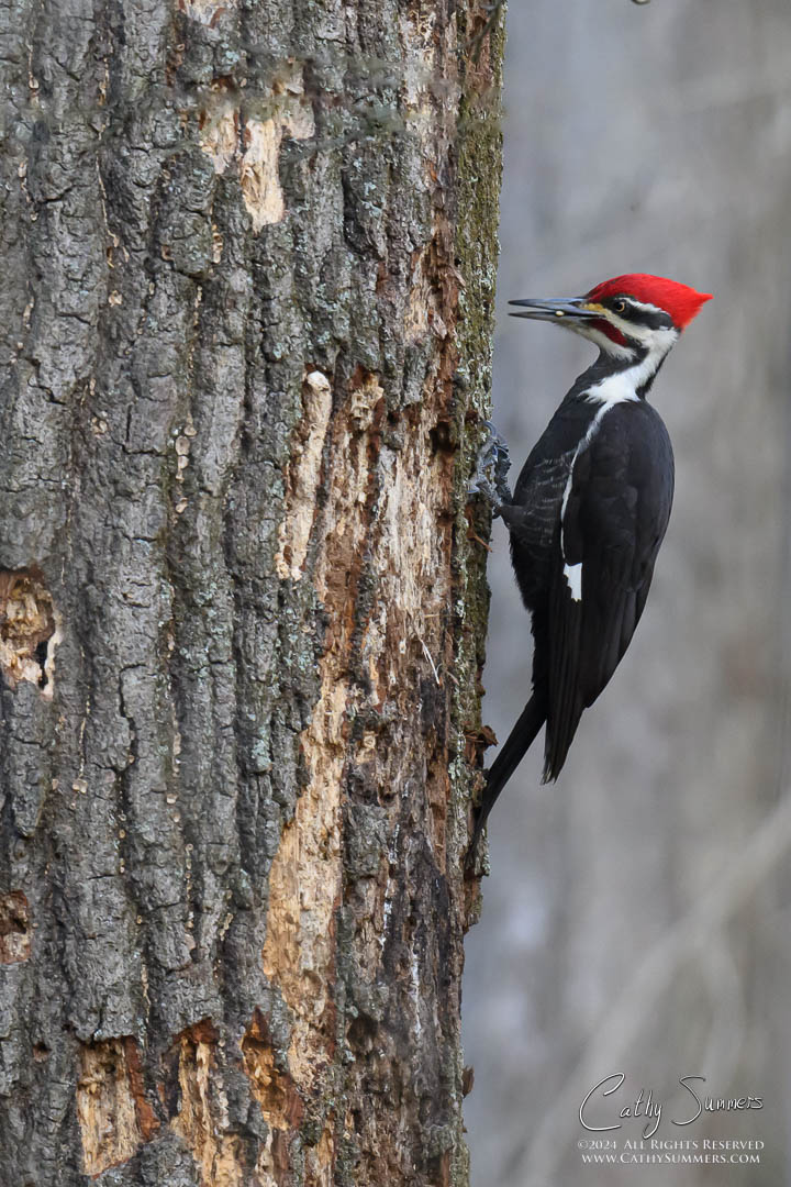 Pileated Woodpecker at Huntley Meadows
