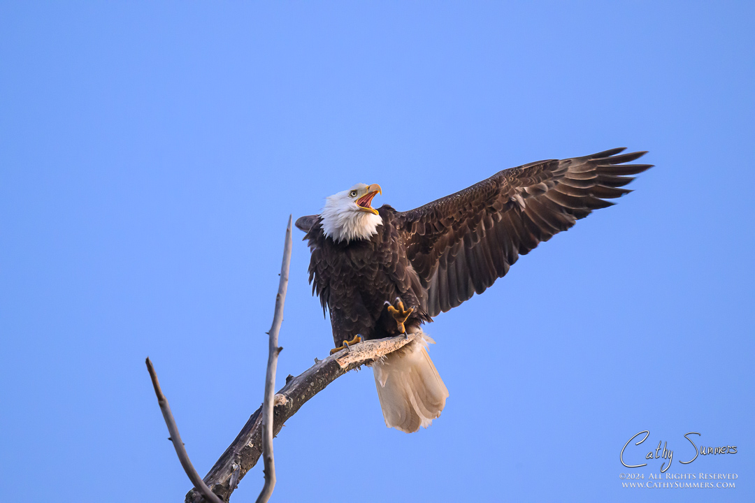 Bald Eagle Reacts as Osprey Approaches