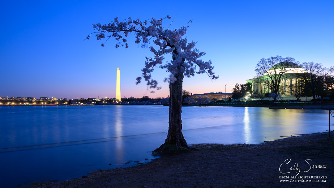 20240322_NZ80898: Jefferson Memorial, Tidal Basin, Washington, cherry trees, reflection, dawn, Washington Monument, high tide, cherry blossoms, Stumpy