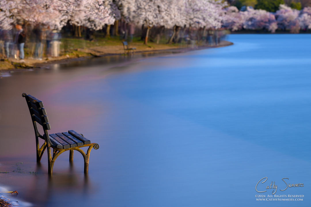 20240322_NZ80984: Cherry Blossom, DC, Tidal Basin, Washington, cherry trees, reflection, bench, high tide