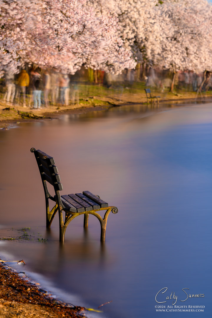 20240322_NZ80985: DC, Tidal Basin, Washington, cherry trees, reflection, bench, high tide