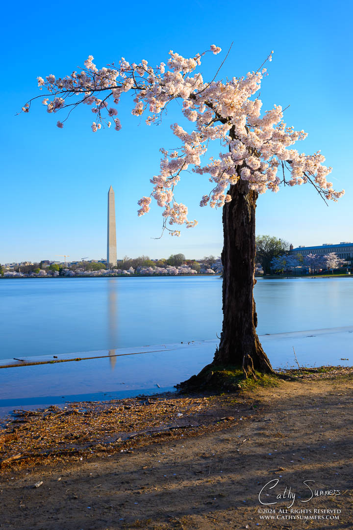 20240322_NZ80990: DC, Tidal Basin, cherry trees, reflection, Washington Monument, composite image, cherry blossoms, Stumpy