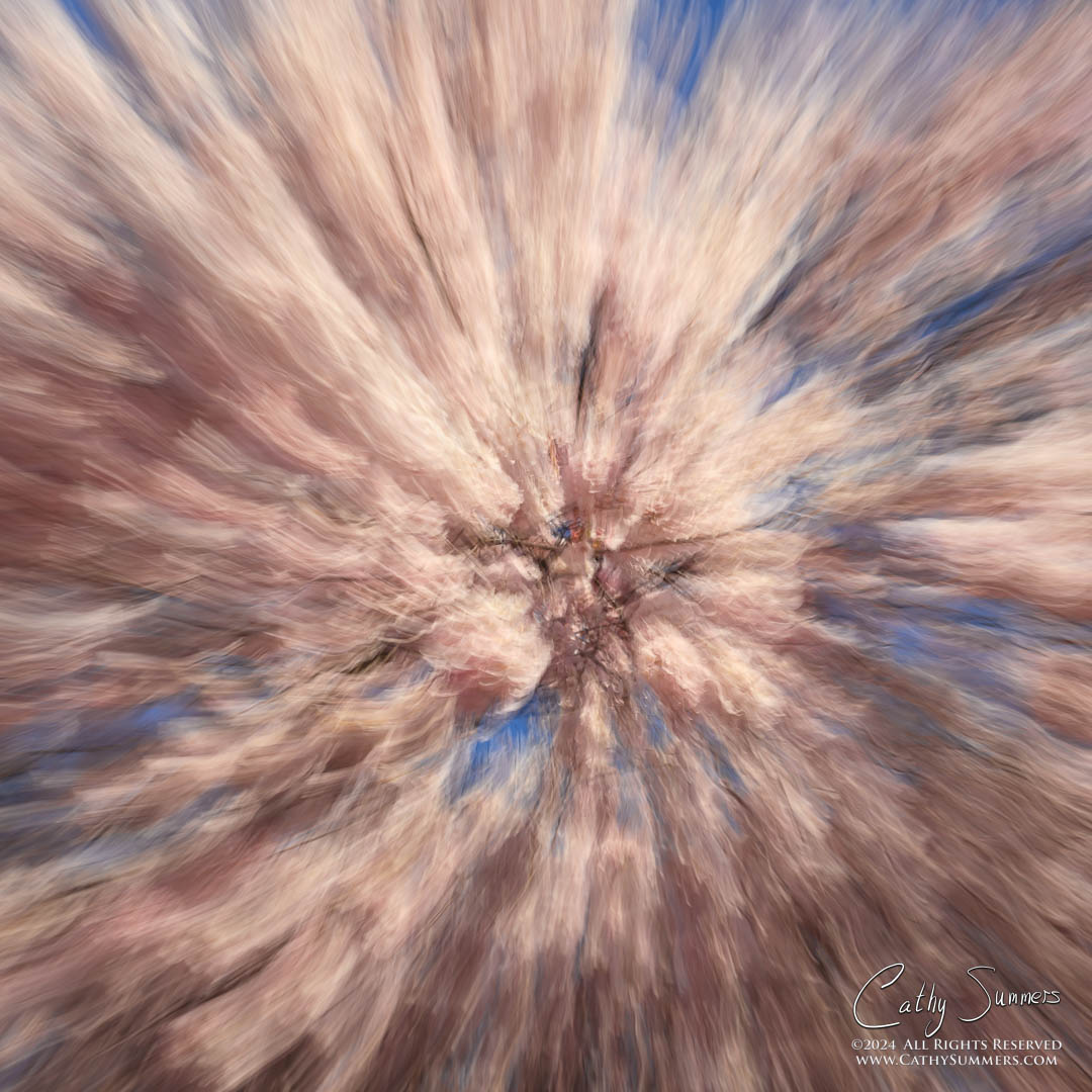 20240322_NZ80993: Cherry Blossom, cherry trees, zoom, ICM