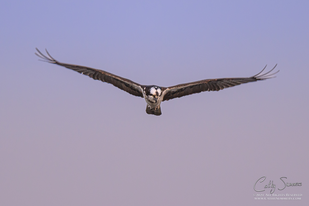 Osprey Over Huntley Meadows