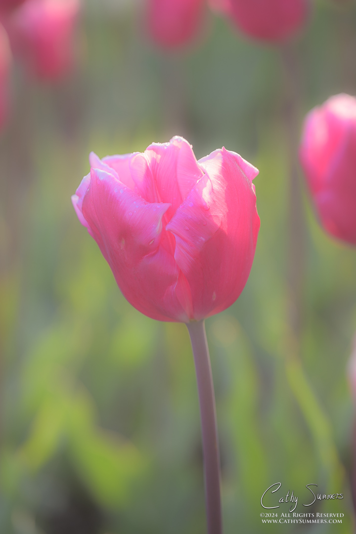 Pink Tulip - Orton Effect