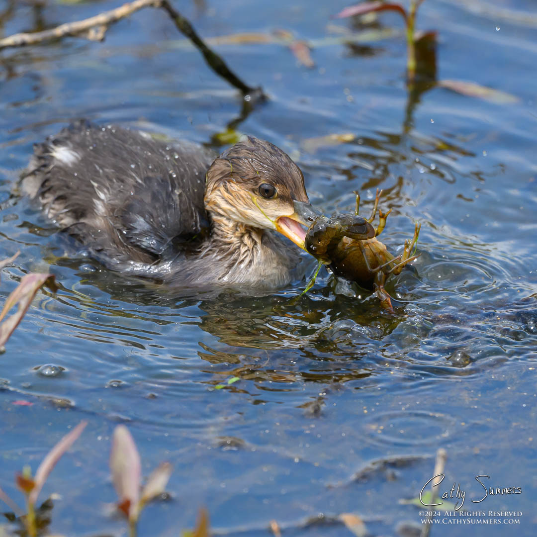Hooded Merganser Duckling and Crayfish at Huntley Meadows