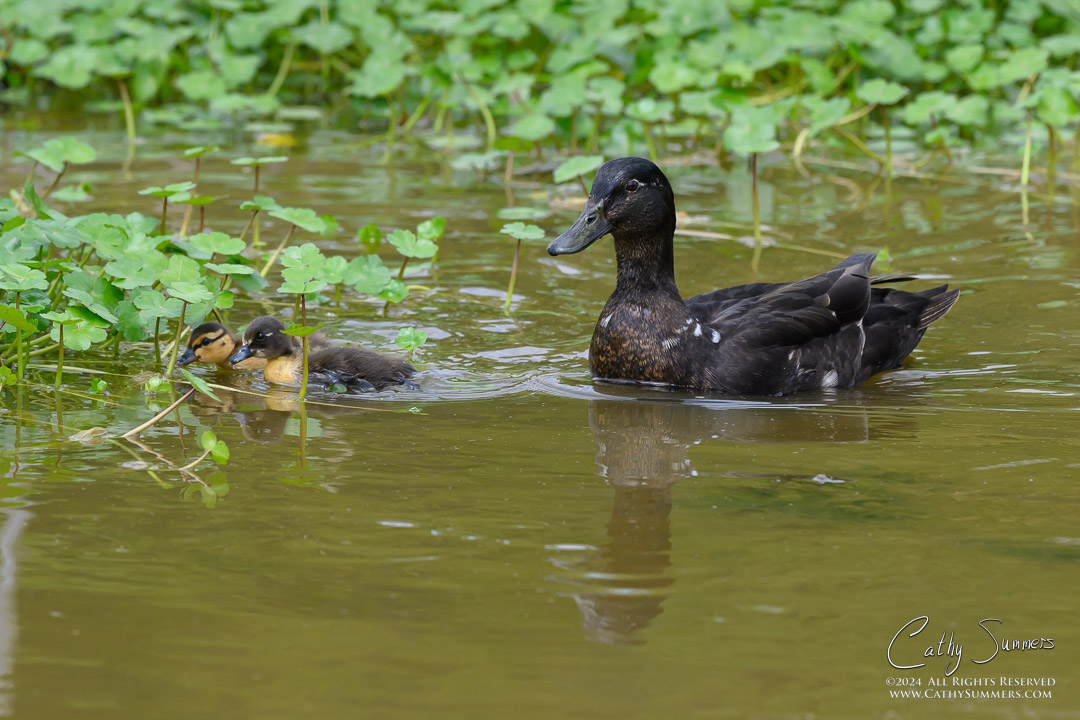 Mallard Hybrid Hen and Two Remaining Ducklings at Huntley Meadows