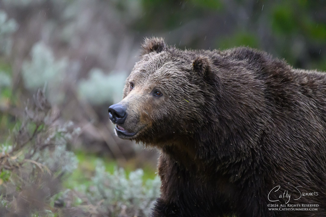 The Grizzly Bear Known as Bruno in Grand Teton National Park
