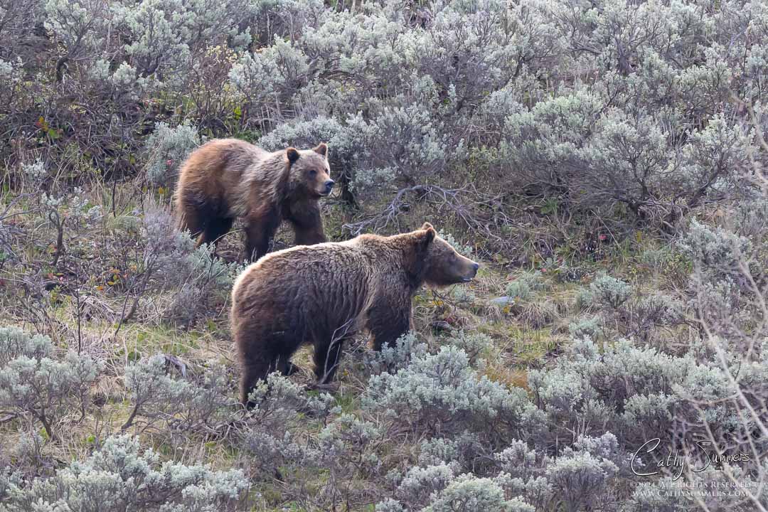 399 and Her Yearling Cub in Grand Teton National Park - 5/24/2024