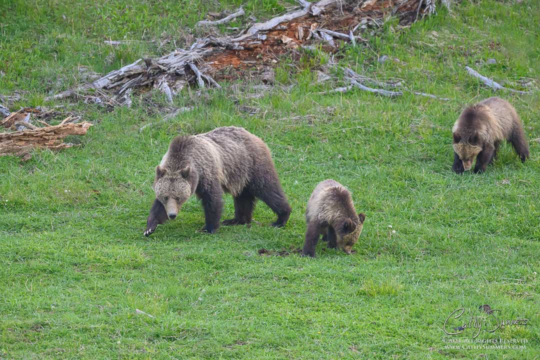 The Grizzly Known as Obsidian and Two of her Three Cubs in Yellowstone National Park