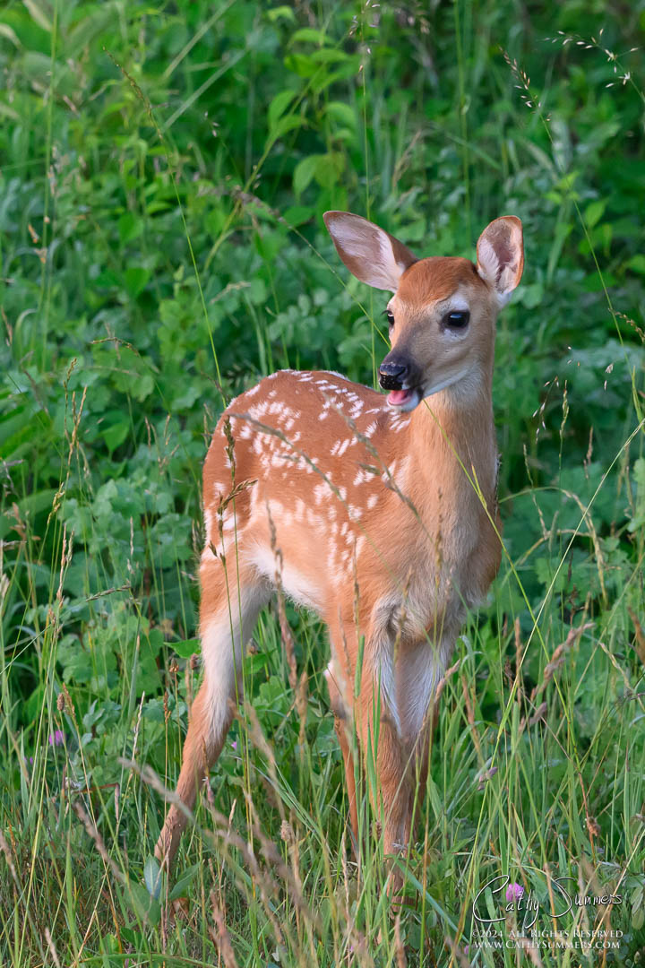 20240621_NZ97102: vertical, Shenandoah National Park, White Tailed Deer, fawn, Big Meadows