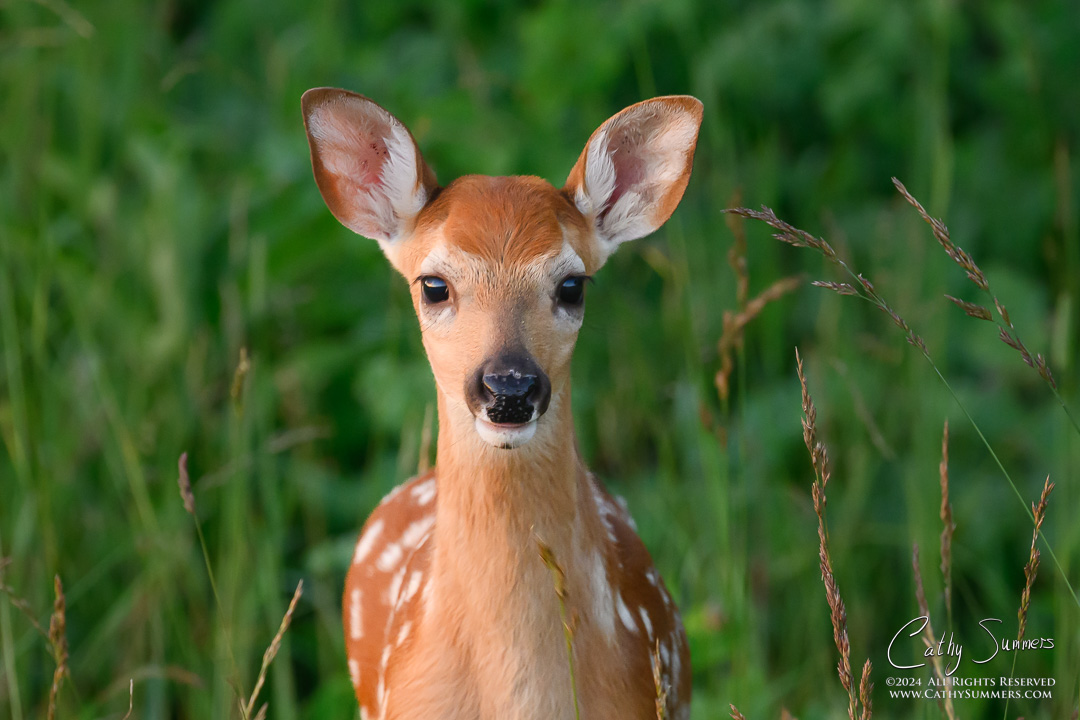 20240621_NZ97144: horizontal, Shenandoah National Park, White Tailed Deer, fawn, Big Meadows
