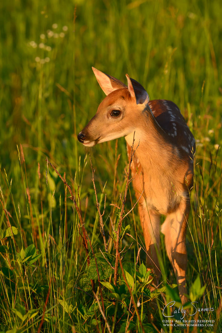 20240621_NZ97376: vertical, Shenandoah National Park, White Tailed Deer, fawn, Big Meadows