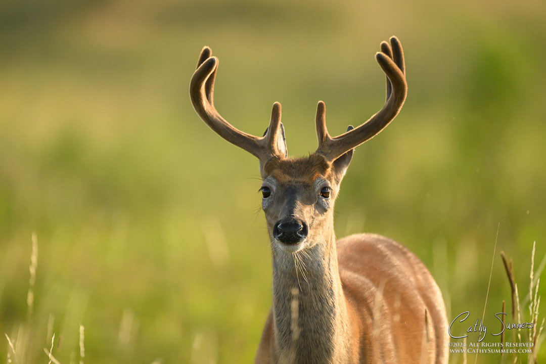 20240805_NZ93496: horizontal, Shenandoah National Park, Blue Ridge Mountains, White Tailed Deer, Big Meadows, antlers, buck, velvet