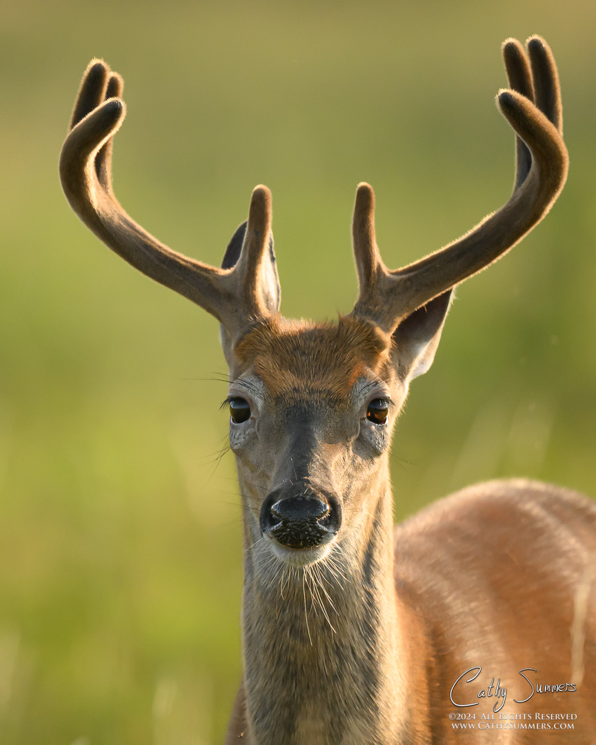 20240805_NZ93500: vertical, Shenandoah National Park, Blue Ridge Mountains, White Tailed Deer, Big Meadows, antlers, buck, velvet