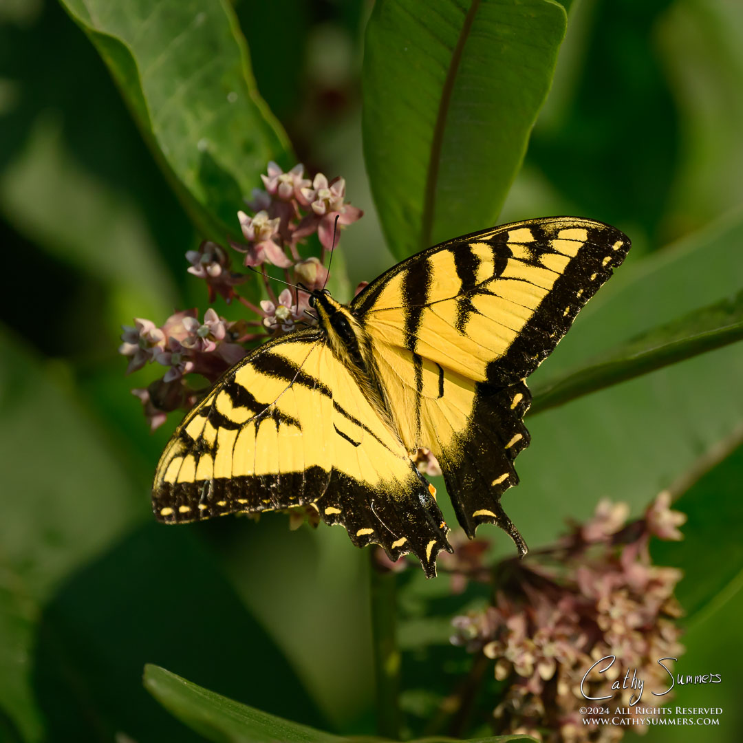 20240805_NZ93627: square, Shenandoah National Park, butterfly, Blue Ridge Mountains, Eastern Tiger Swallowtail