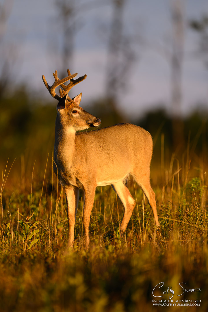 White Tailed Buck in the Golden Light at Big Meadows, Shenandoah National Park
