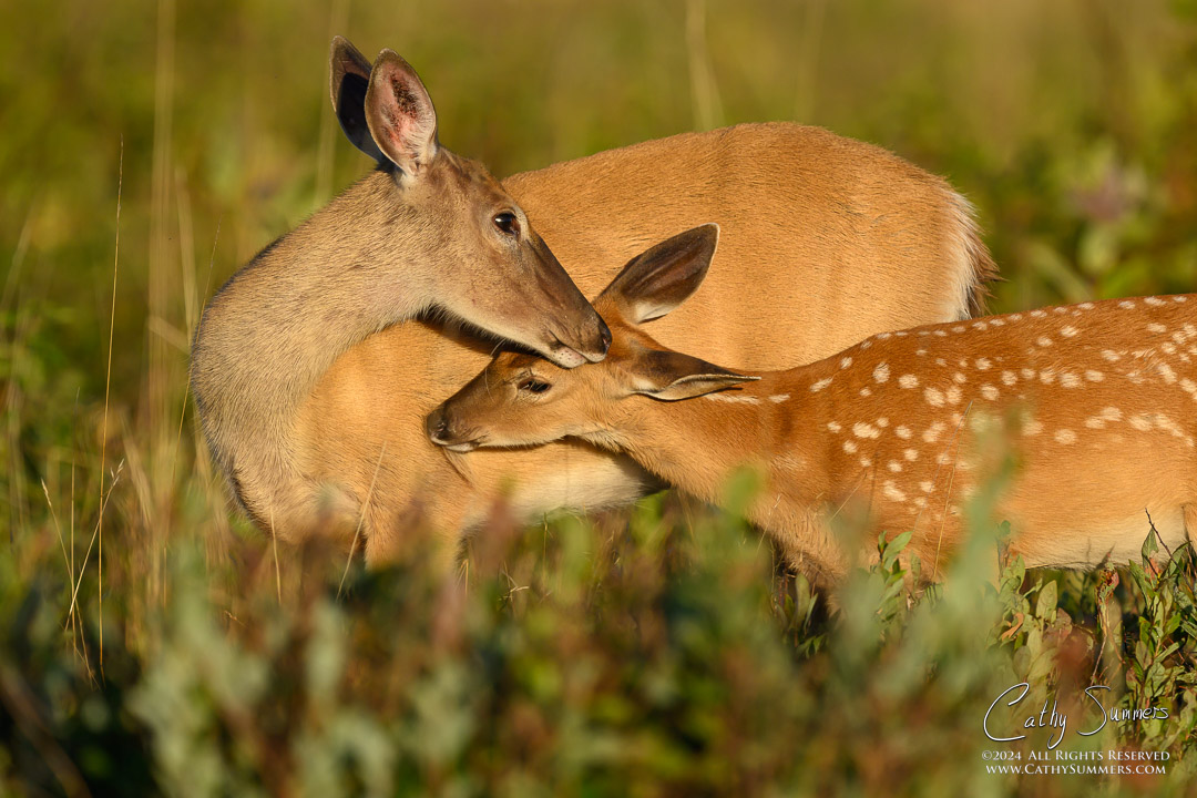 Doe and Fawn in the Golden Light at Big Meadows, Shenandoah National Park