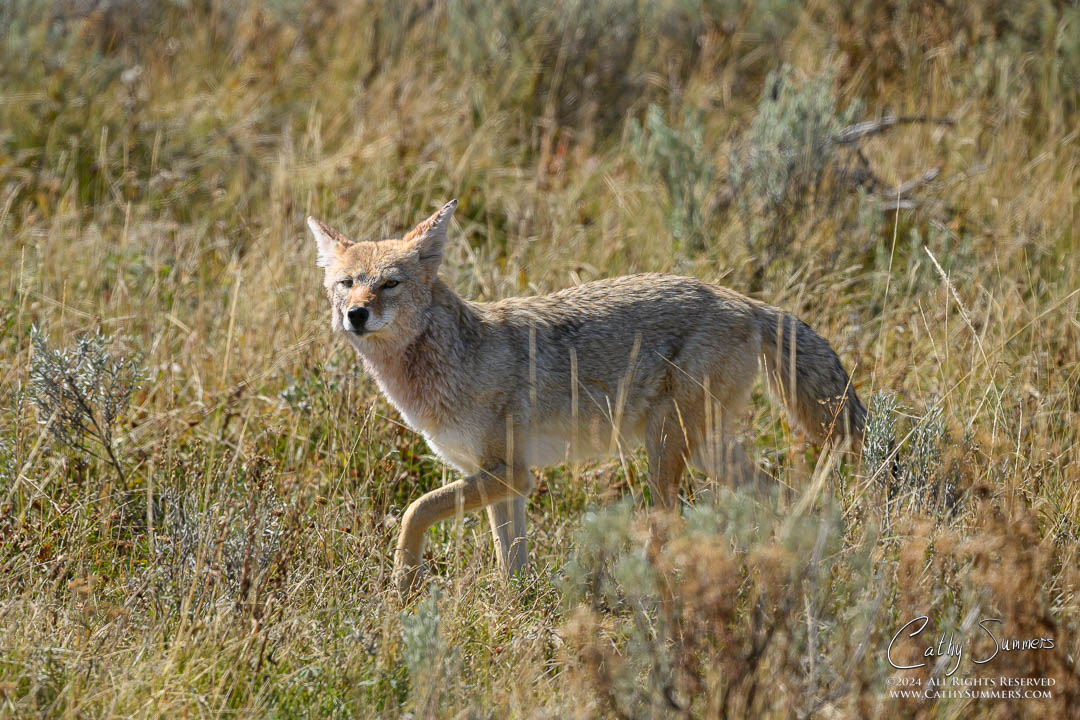 Coyote in Hayden Valley, Yellowstone National Park