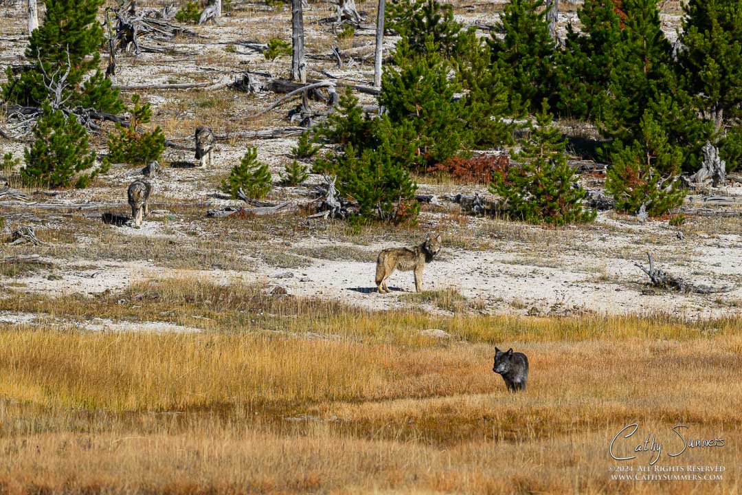 Wolves from the Wapiti Pack Approaching the Firehole River in Yellowstone National Park