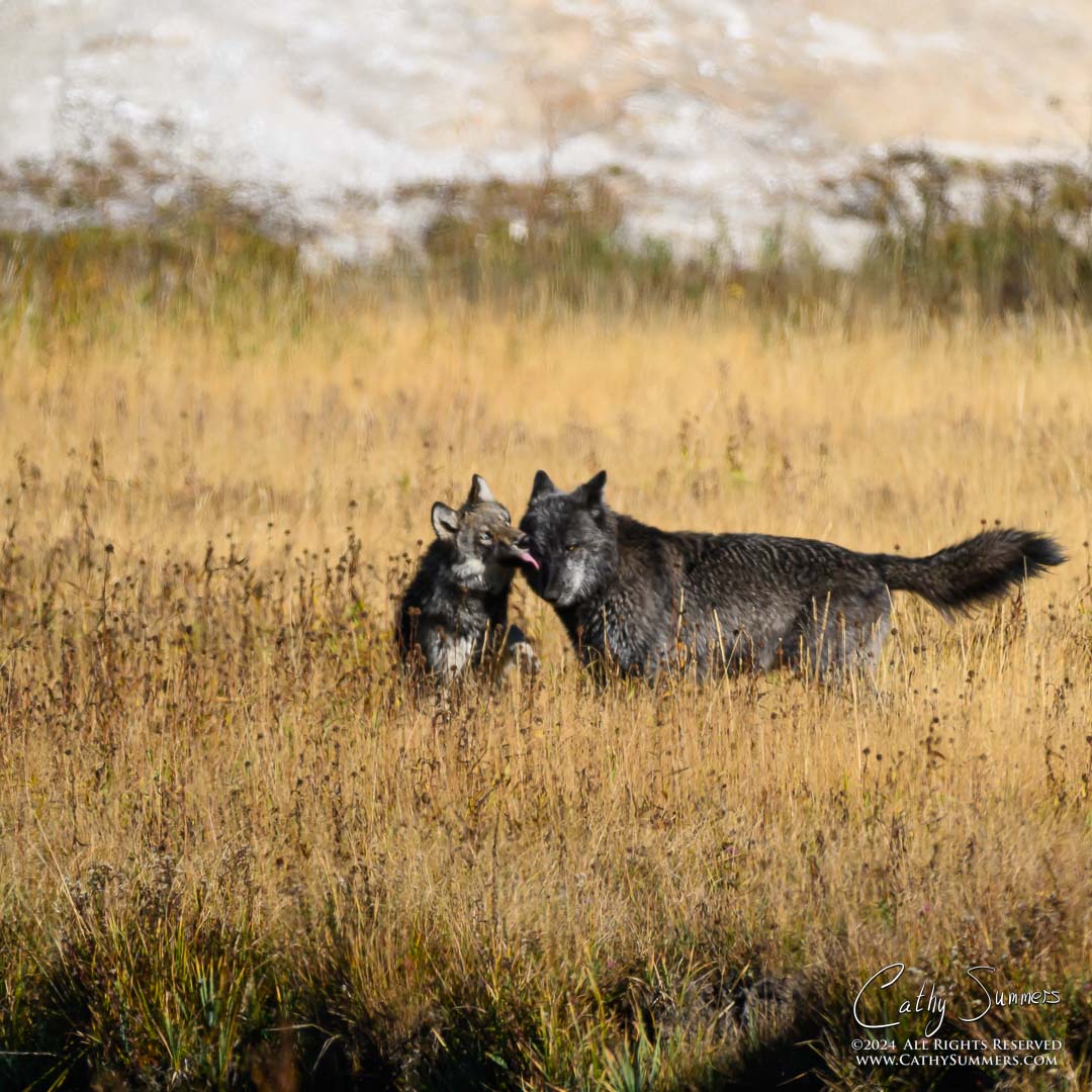 20240928_NZ93136: Firehole River, Yellowstone National Park, wolves, Wapiti pack
