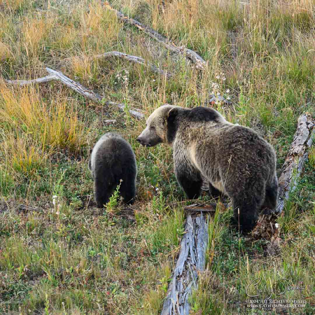 Raspberry and COY in Yellowstone National Park