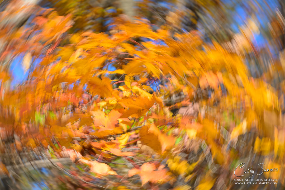 20241109_NZ80317: autumn, leaves, ICM, motion blur, spin