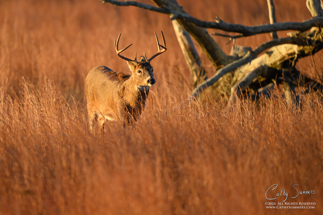 20241109_NZ90033: Shenandoah National Park, White Tailed Deer, buck, wildlife
