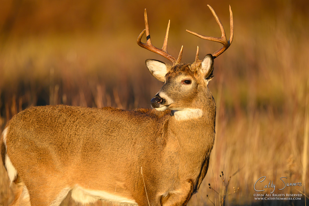 20241109_NZ90059: Shenandoah National Park, White Tailed Deer, buck, wildlife