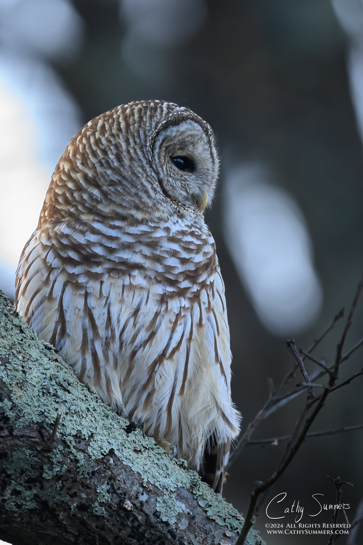 Juvenile Barred Owl in Shenandoah National Park