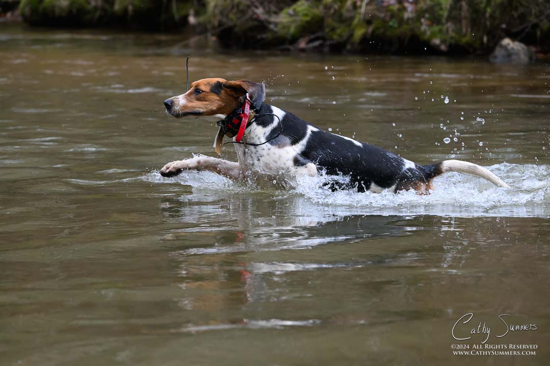 20241231_215: hounds, Mechum's River
