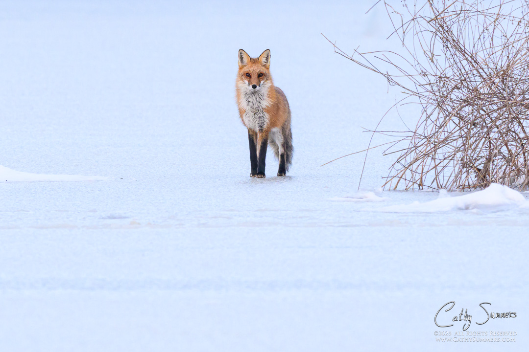 Red Fox on the Ice at Huntley Meadows