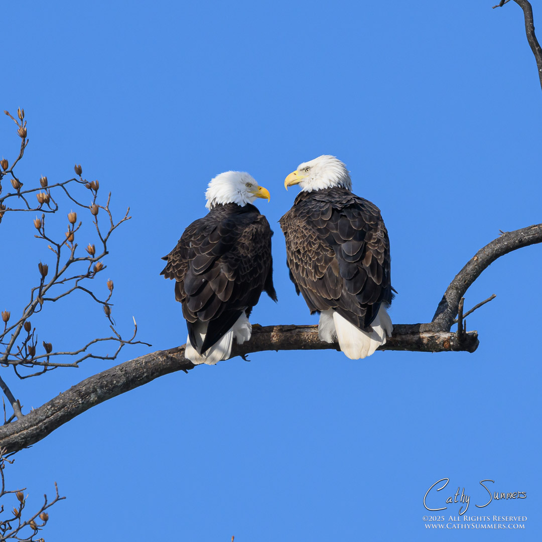 Bald Eagle Mates in the Occoquan National Wildlife Refuge