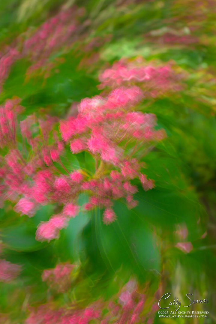 Mountain Laurel Swirl - Intentional Camera Movement