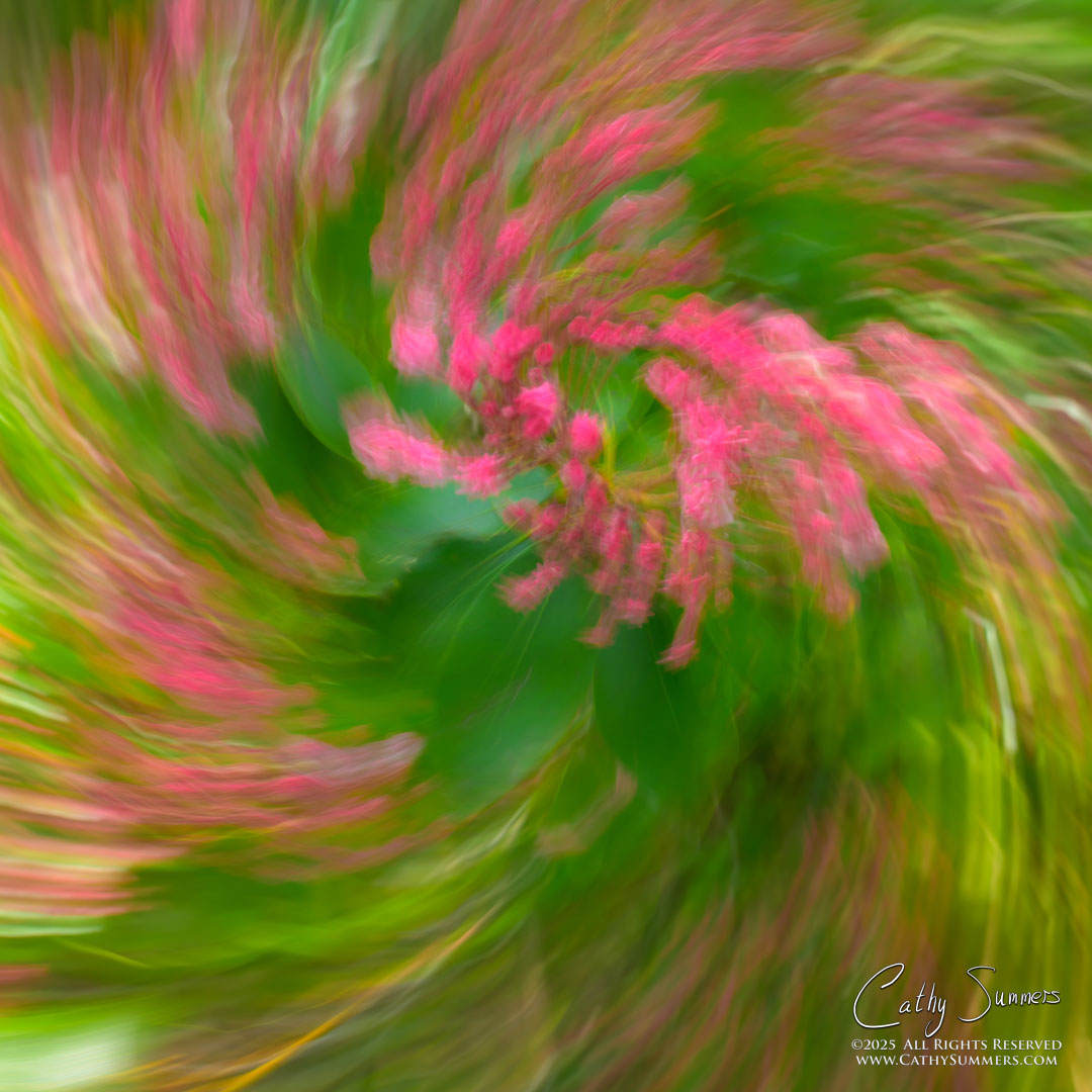 Mountain Laurel Swirl - Intentional Camera Movement