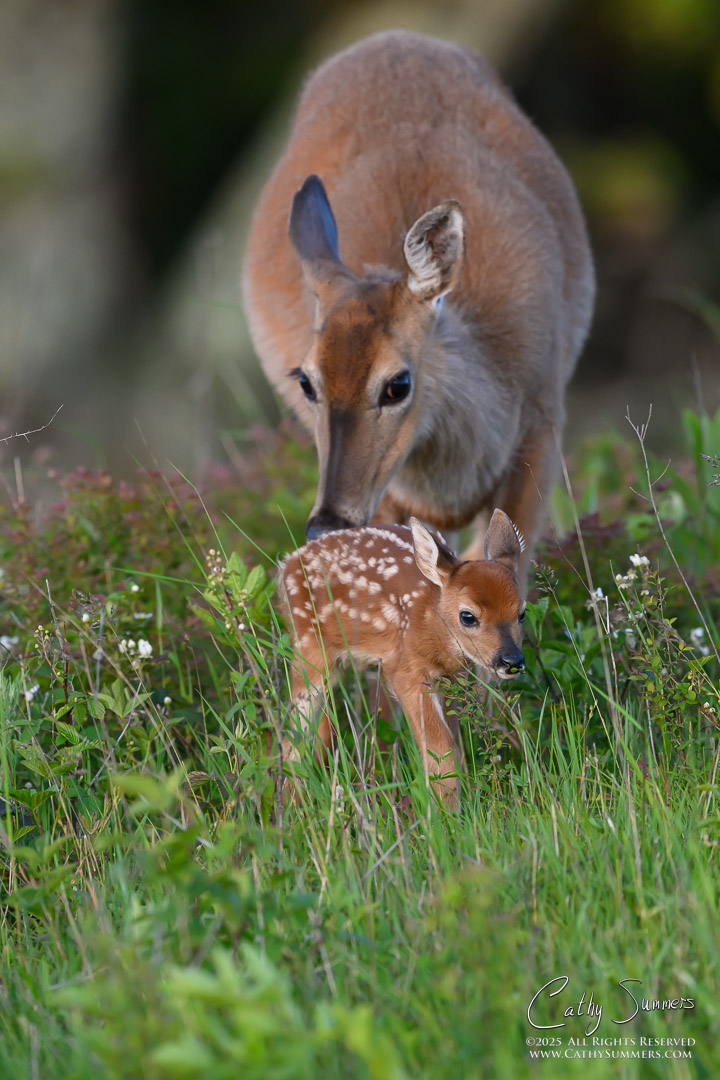 White Tailed Fawn and Mother at Big Meadows, Shenandoah National Park