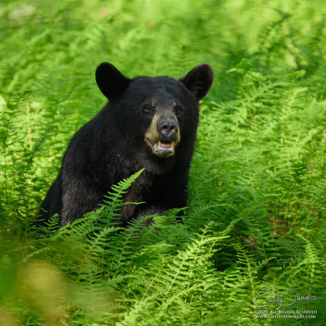 Black Bear in Shenandoah National Park