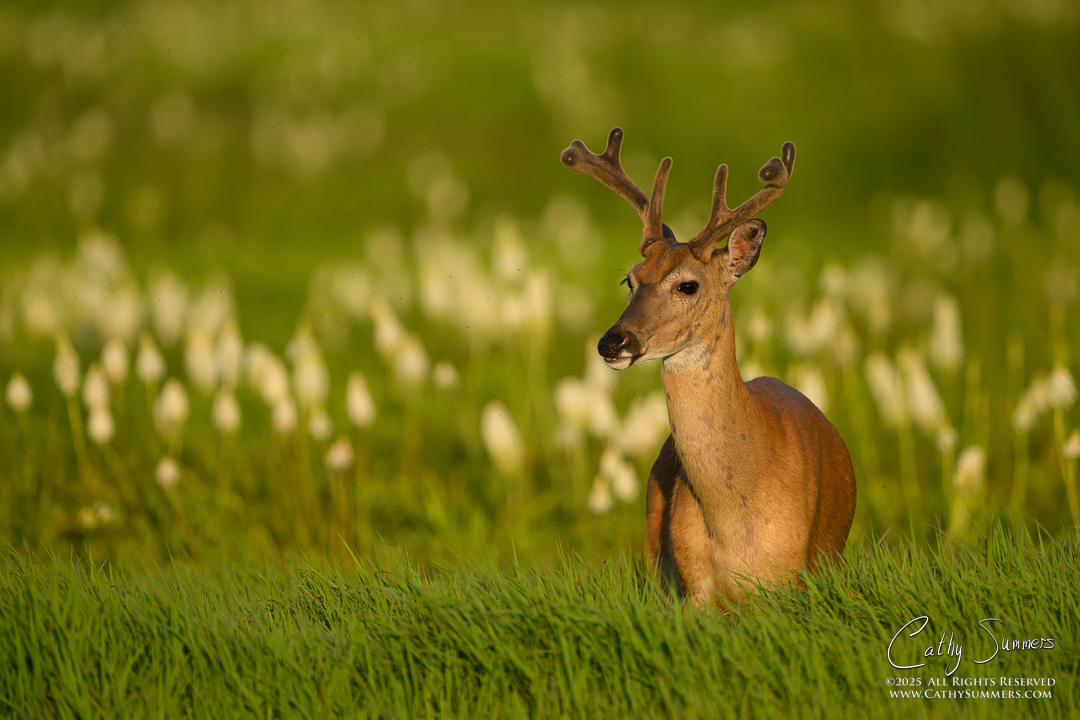 White Tailed Deer Buck with Antlers in Velvet