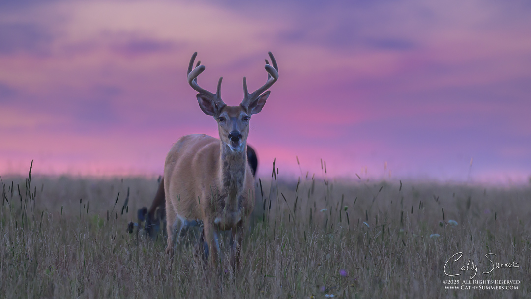 White Tailed Deer Buck at Dawn in Big Meadows, Shenandoah National Park