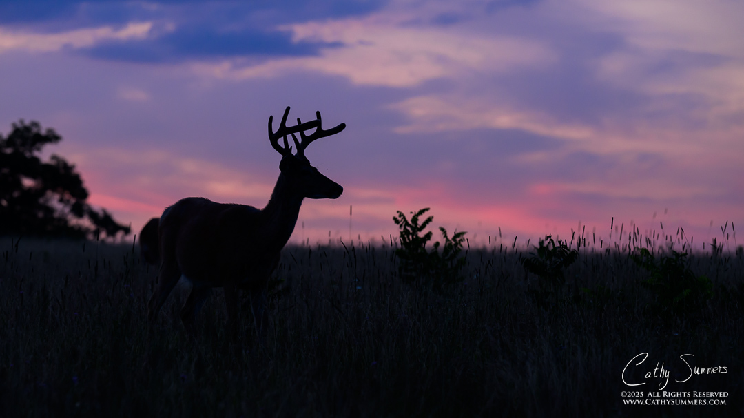 White Tailed Deer Buck at Dawn in Big Meadows, Shenandoah National Park