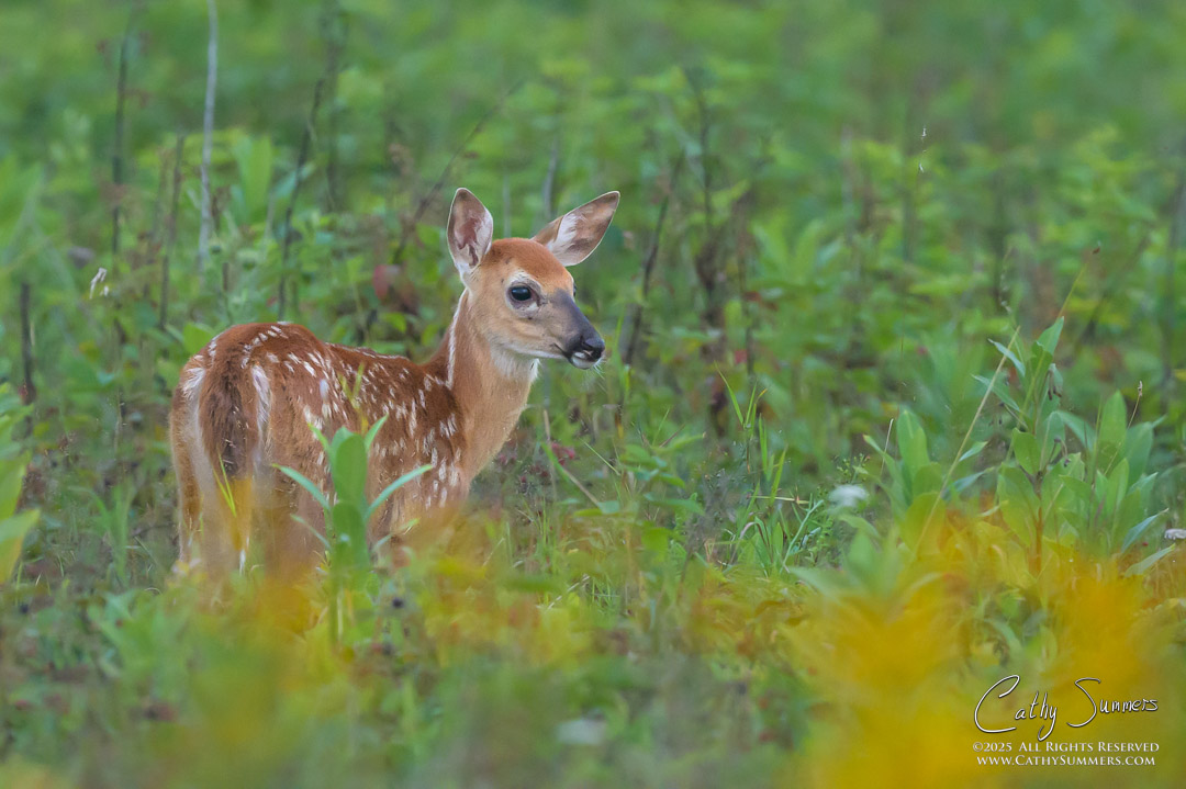 White Tailed Fawn Early on a Summer Morning at Big Meadows, Shenandoah National Park