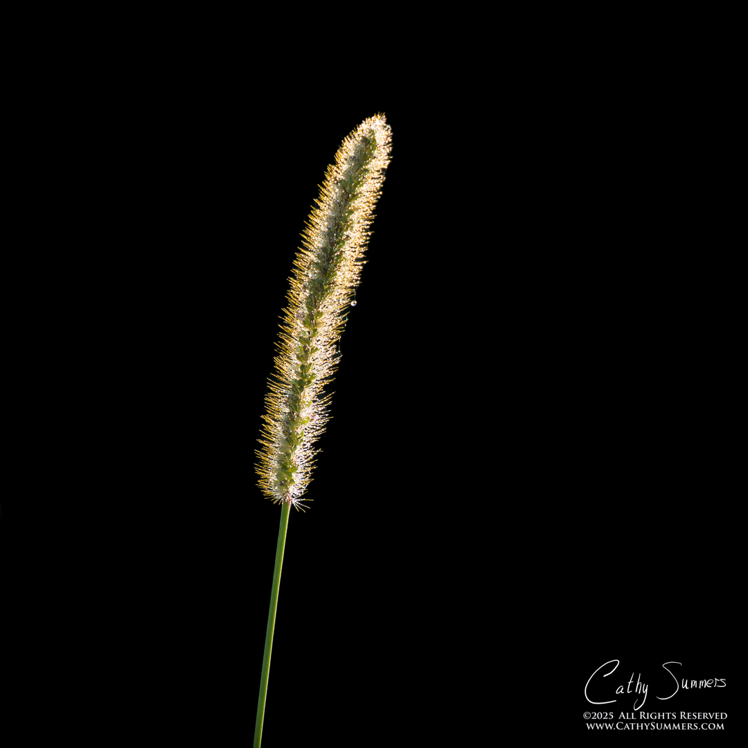 Backlit Dew Covered Grass Heads