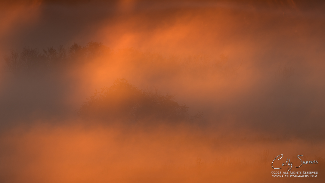Sunrise Lights the Morning Fog at Big Meadows
