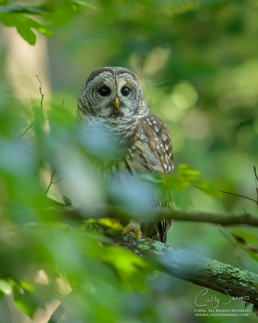 20250905_NZ91011: perched, Huntley Meadows, barred owl