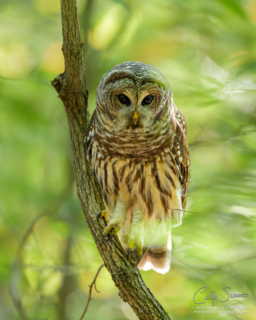 Barred Owl at Huntley Meadows