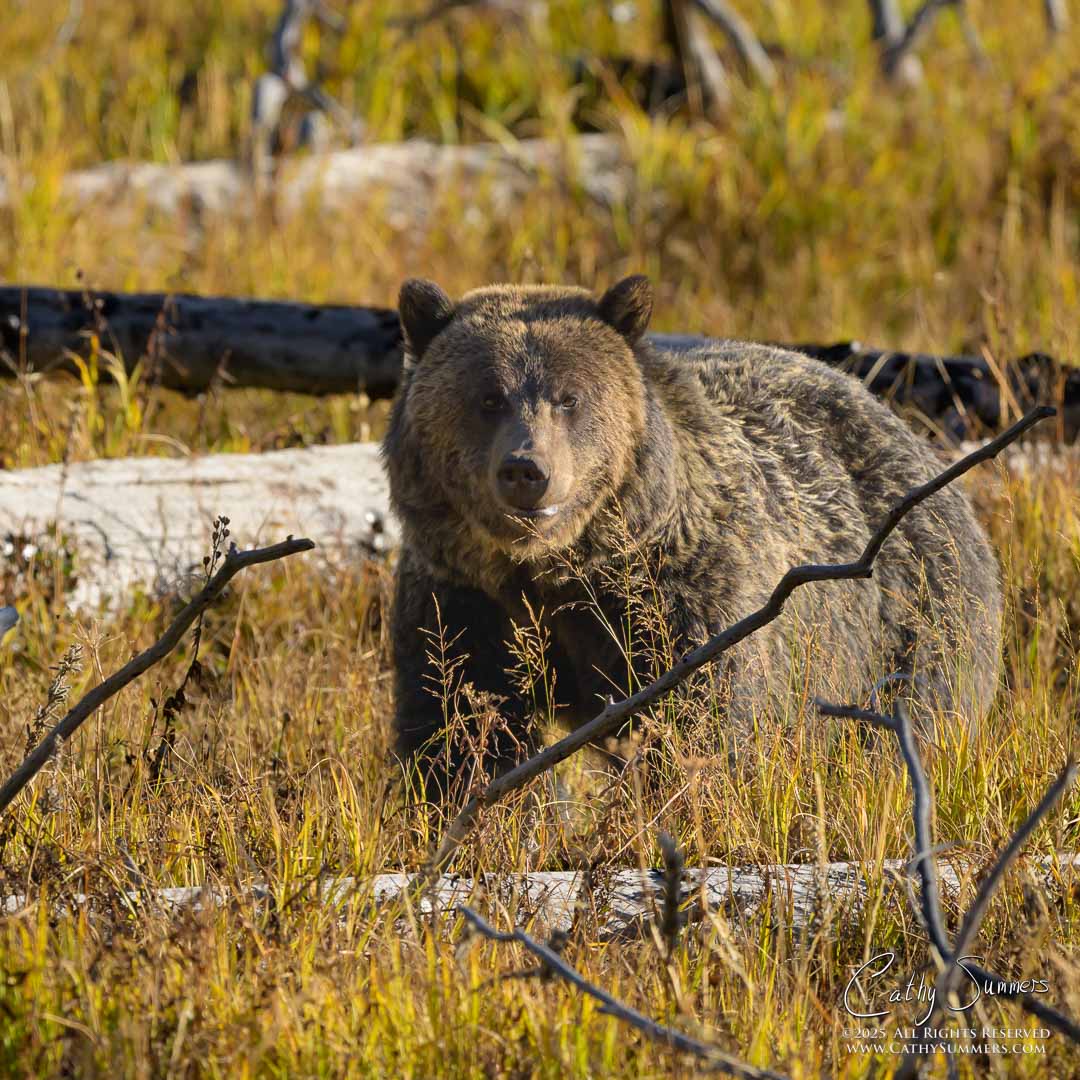 Grizzly Bear Known as Jam Near Lake Butte, Yellowstone National Park