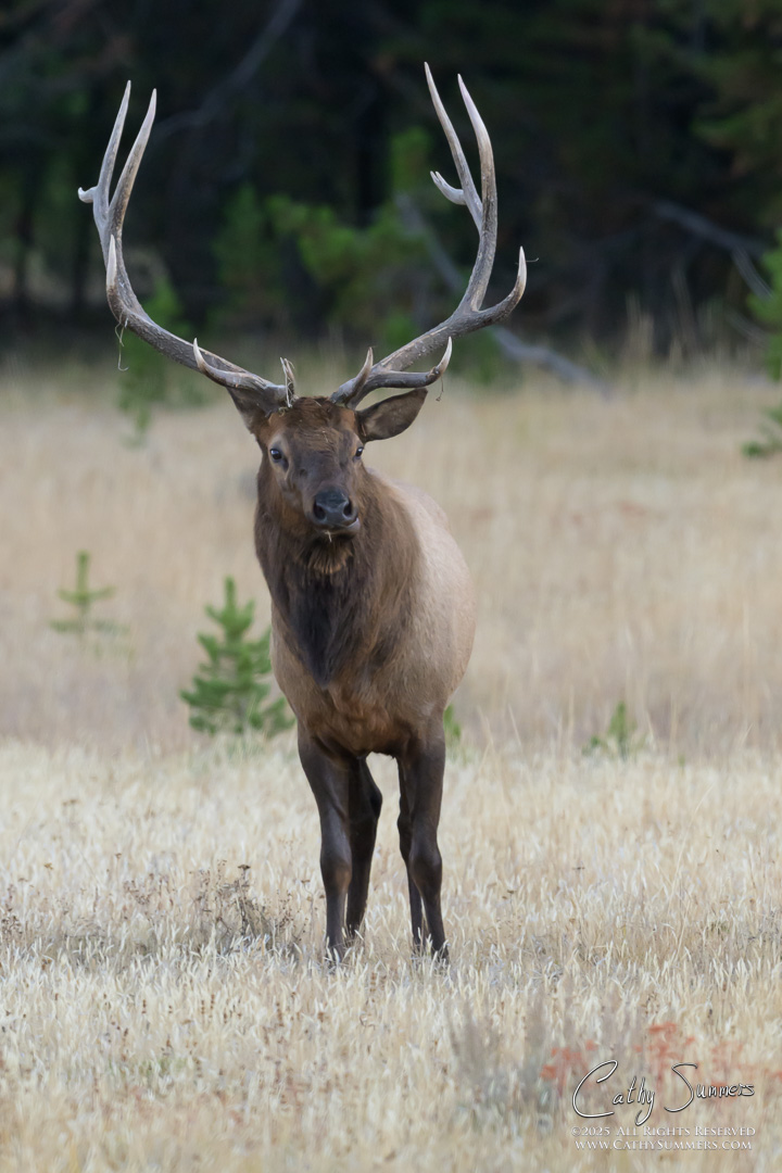 Bull Elk Near Pelican Creek, Yellowstone National Park