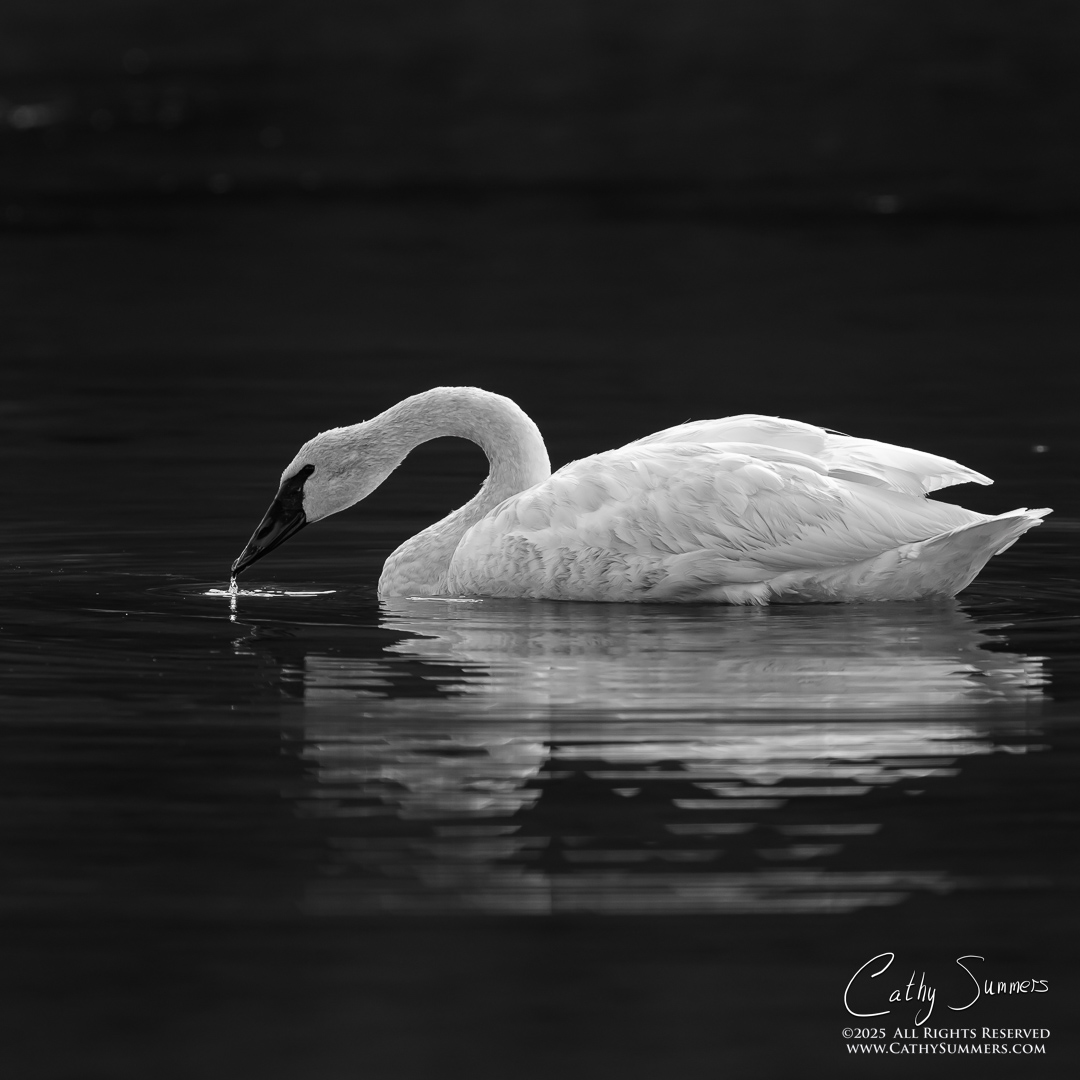 Trumpeter Swan at Twin Lakes, Yellowstone National Park