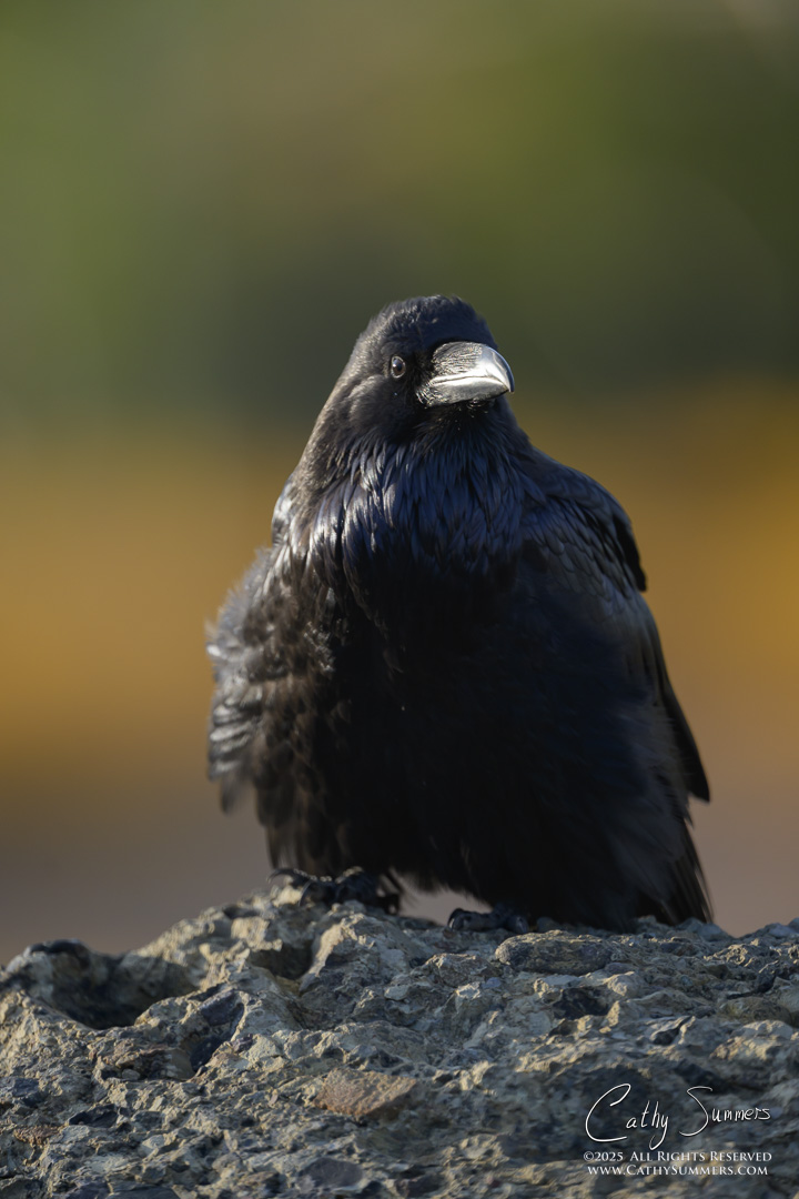 A Yellowstone Raven Seemingly Very Sure of Itself